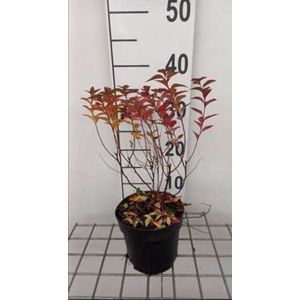 2 x Spiraea jap. 'Manon' - Spierstruik , Japanse Spirea 20- 25 cm in pot