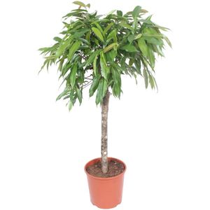 Ficus Amstel King - 140 cm - ø30