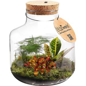 vdvelde.com - Ecosysteem plant met lamp - Ecoworld Tropical Biosphere - Plant in fles - 3 Gekleurde Kamerplanten - Basic Glas - Ø 22 cm - Hoogte 23 cm