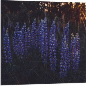WallClassics - Vlag - Blauwe Lupine Plant - 80x80 cm Foto op Polyester Vlag