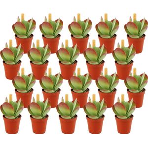 Plantenboetiek.nl | Kalanchoe Thyrsiflora | 20 stuks - Ø5.5cm - Hoogte 10cm - Kamerplant - Groenblijvend - Multideal - Cactus & Vetplanten