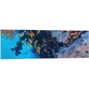 WallClassics - Vlag - Gele Vissen bij Koraal in de Zee - 120x40 cm Foto op Polyester Vlag