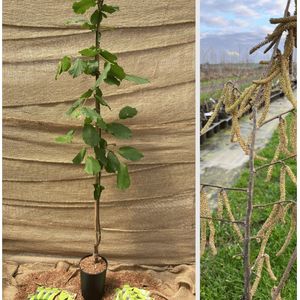Hazelnootboom Corylus avellana Halle'sche Riesen | Boomhoogte: 80-120cm | Pot: 3 liter