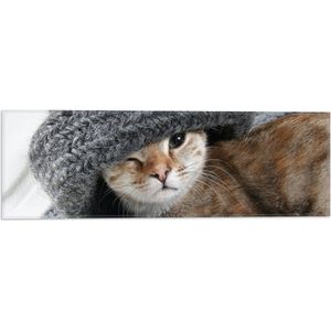 WallClassics - Vlag - Kitten met een Wollen Muts - 60x20 cm Foto op Polyester Vlag