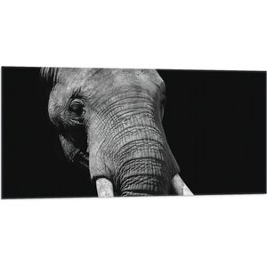 WallClassics - Vlag - Grijze Olifant met Witte Slagtanden - Zwart Wit - 100x50 cm Foto op Polyester Vlag