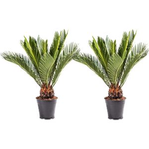 WL Plants - 2x Cycas Revoluta - Vredespalm - Sagopalm - Palmvaren - Kamerplanten - Zeer Gemakkelijk te Verzorgen - ± 55cm hoog - 14cm diameter - In Kweekpot