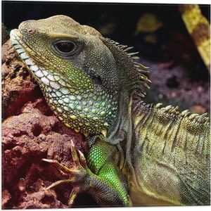 WallClassics - Vlag - Groene Chinese Water Dragon - 50x50 cm Foto op Polyester Vlag