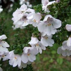 Prostanthera Cuneata - Australische munt - 20-25 cm pot: Struik met geurende bladeren en paarsblauwe bloemen.