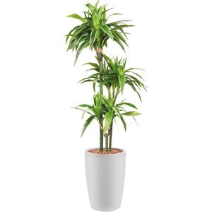 HTT - Kunstplant Dracaena Lemon Lime in Genesis rond wit H150 cm