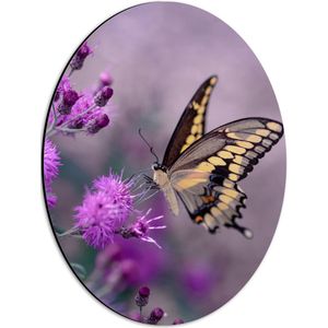WallClassics - Dibond Ovaal - Vlinder op Paarse Bloem - 30x40 cm Foto op Ovaal (Met Ophangsysteem)
