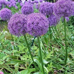 8 x Sierui giganteum Paars - Bloembol in Pot - Allium giganteum in C4(liter) pot met hoogte 0-50cm