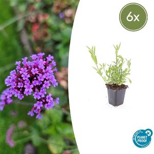 Verbena bonariensis 6 maal - Tuinplant met bloemen 10-25cm
