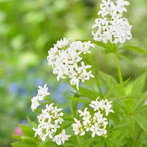 Lievevrouwebedstro - Galium odoratum