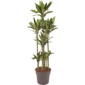 Dracaena Janet Lind Carrousel - Potmaat 34cm - Hoogte 170cm