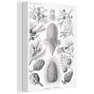Canvas - Coniferen - Zwart-Wit - Plant - Struiken - Muurdecoratie - Ernst Haeckel - Kunst - Retro - Canvas schildersdoek - 90x120 cm