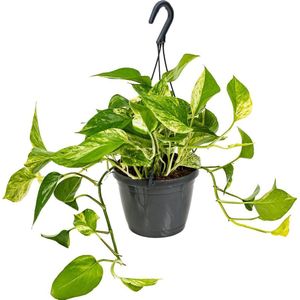 Scindapsus Marble Queen - Drakenklimop - Kamerplant - Hangplant voor binnen - ⌀17 cm - 35-45 cm