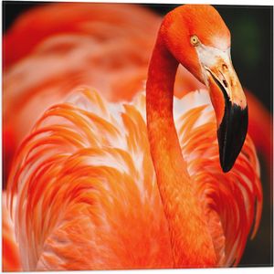 WallClassics - Vlag - Rode Flamingo - 50x50 cm Foto op Polyester Vlag