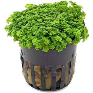 Moerings Hemianthus Callitrichoides | Dwergparelkruid | in 5 cm pot