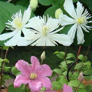 2 x Clematis klimplanten: Clematis Summer Snow & Clematis Comtesse de Bouchaud - Wit en Roze bloeiend, Meerjarig en Winterhard - 2 x 1,5 liter pot