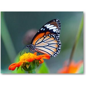 Close-up shot van een prachtige vlinder op een bloem met oranje bloemblaadjes - 40x30 Canvas Liggend -