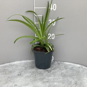 Liriope muscari 'Monroe White' - 2 liter pot