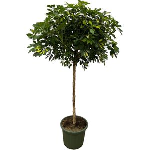 Schefflera Gold Capella stam - 180 cm - Ø45cm