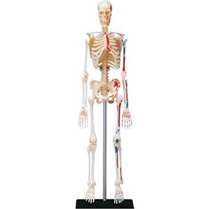Anatomie Model - Anatomisch Model - Anatomisch Skelet