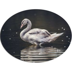 WallClassics - Dibond Ovaal - Grijze Knobbel Zwaan Staand in het Water - 68x51 cm Foto op Ovaal (Met Ophangsysteem)