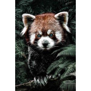 Kleine Rode Panda op Textiel in Frame - WallCatchers-sStaand 100 x 150 cms-sBreed zwart Textielframe 27 mm