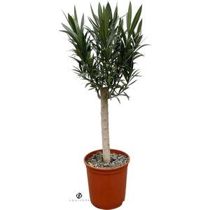 Equivera Nerium Oleander op stam met rode bloem - 110cm - Ø22