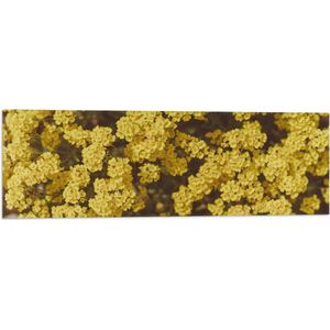 WallClassics - Vlag - Kleine Gele Bloemetjes - 90x30 cm Foto op Polyester Vlag