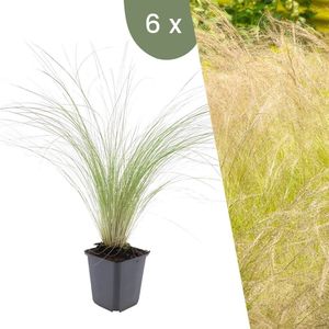 Plants by Frank | 6 Federgras planten | Stipa tenuissima 'Ponytails' | Winterharde bodembedekker planten | tuinplanten | Winterharde vaste planten meerjarig | Winterharde tuinplanten
