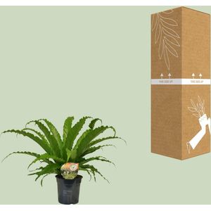 Varen – Nestvaren (Asplenium Osaka) – Hoogte: 40 cm – van Botanicly