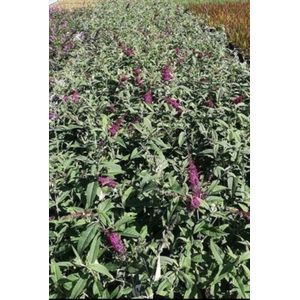 2 x Buddleja dav. 'Mss Ruby'® - Vlinderstruik 50- 60 cm in pot