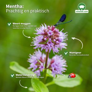 vdvelde.com - Watermunt - 30 stuks - Losse Pluggen - Mentha Aquatica - 30 waterplanten voor 2 m² - Volgroeide hoogte: 60 cm - Plaatsing: -1 tot -10 cm