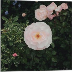 WallClassics - Vlag - Japanse Camellia Bloem op Groene Struik - 50x50 cm Foto op Polyester Vlag