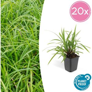 Tuinplantenshop.com | Carex morrowii 'Irish Green' | 20 stuks - Ø9cm - 10-25cm hoog - Tuinplant