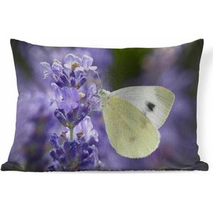 Sierkussens - Kussen - Koolwitje vlinder drinkt nectar van lavendel - 60x40 cm - Kussen van katoen