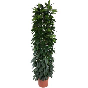 ficus-cyatistipula-zuil-220-cm-o40