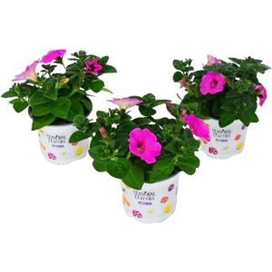 Petunia Surfinia - Surfina Hang Petunia - paars/roze tinten - perkplant - 9 kwekerspotjes (Ø10,5cm)
