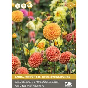 Tuin de Bruijn® Dahlia Pompon Mix - prachtige dubbele bloemen - trekt vlinders aan
