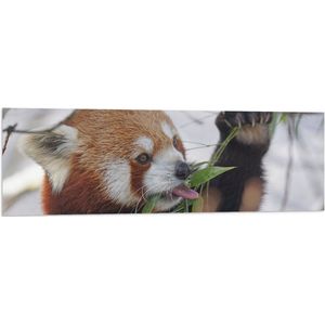 WallClassics - Vlag - Kleine Panda Etend aan Blaadje - 120x40 cm Foto op Polyester Vlag