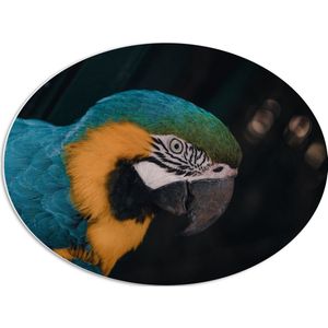 WallClassics - PVC Schuimplaat Ovaal - Blauw met Gele Vogel - Ara - 68x51 cm Foto op Ovaal (Met Ophangsysteem)