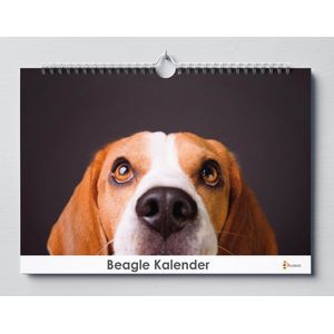 Beagle Kalender - Verjaardagskalender - 35x24cm - Huurdies