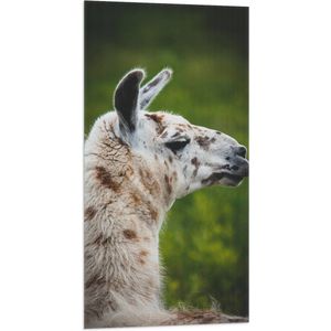 WallClassics - Vlag - Opzij kijkende Witte Lama met Bruine Vlekken - 50x100 cm Foto op Polyester Vlag
