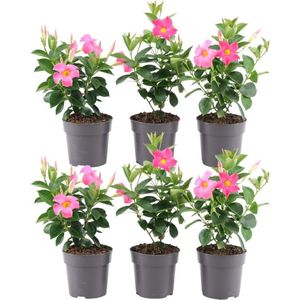 Plants by Frank - Set van 6 Mandevilla Roze Planten - 6 x Dipladenia Roze in 12 cm Pot - Mediterrane Planten - Vers uit de Kwekerij geleverd - Klimplanten