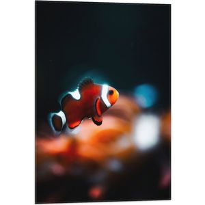 WallClassics - Vlag - Nemo Vis - 50x75 cm Foto op Polyester Vlag