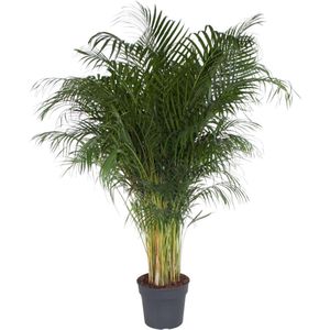 Dypsis Lutescens - 200 cm - Ø34 cm | Exotische Areca Palm / Goudpalm voor Thuis