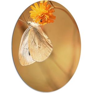 WallClassics - Dibond Ovaal - Witte Vlinder op Oranje Bloem - 60x80 cm Foto op Ovaal (Met Ophangsysteem)