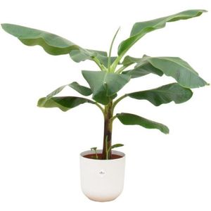 Bananenplant (Musa) inclusief elho Jazz Round wit - Potmaat 23cm - Hoogte 100cm